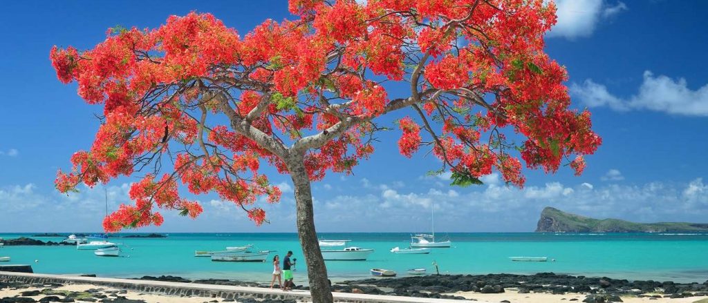 Flamboyant tree on Mauritius island beach
